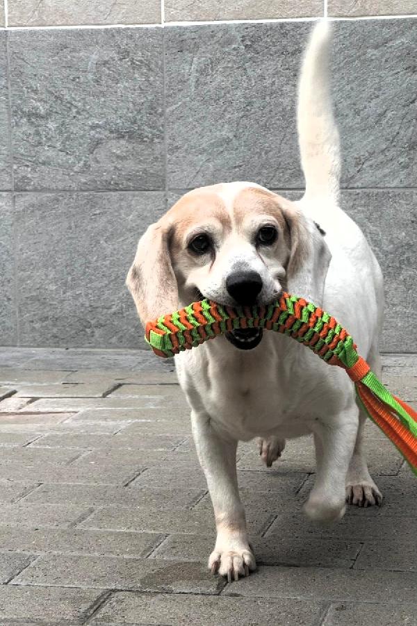 Baloo Mini Beagle
